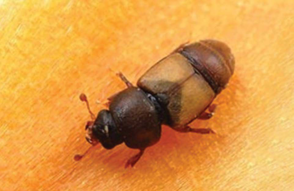 Carpophilus beetle (CB) also commonly referred to as dried fruit beetles or sap beetles, are a major pest to fruit trees worldwide.